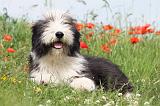 BEARDED COLLIE 005